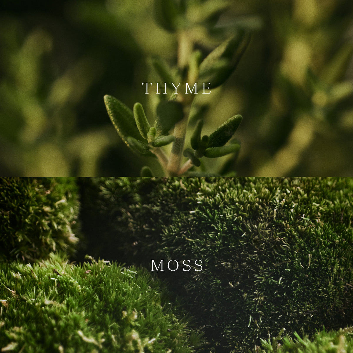 Vetivert & Moss Candle